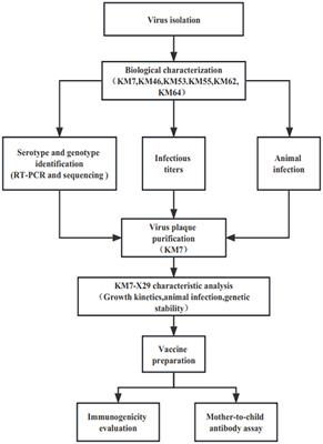 Screening of a new candidate coxsackievirus B1 vaccine strain based on its biological characteristics